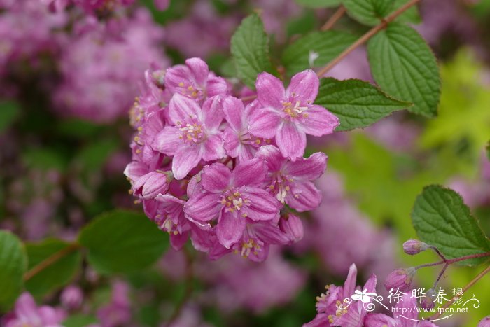 黑玫瑰花