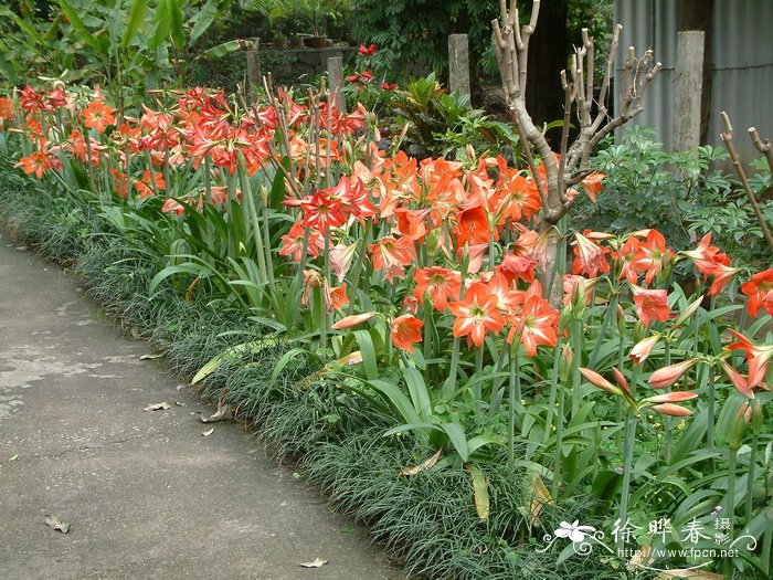 沃柑季节