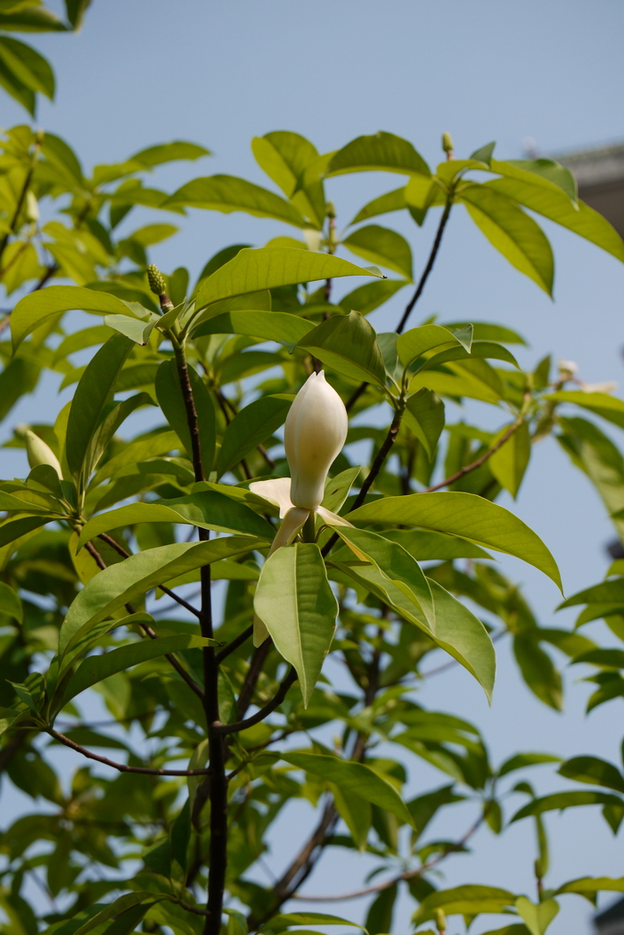 金银花苗价格