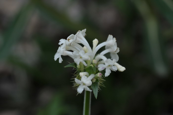 芒果是热性还是凉性