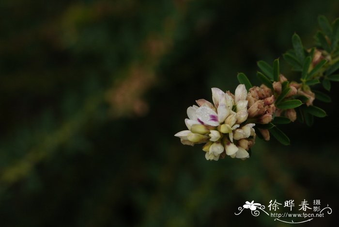 芽苗菜的种植方法