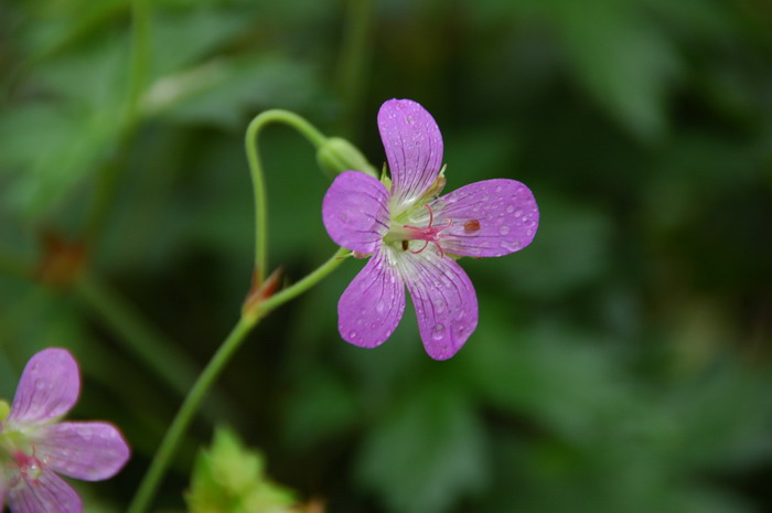 骂人蓝莲花是什么意思