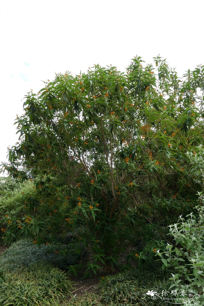 香水百合花语