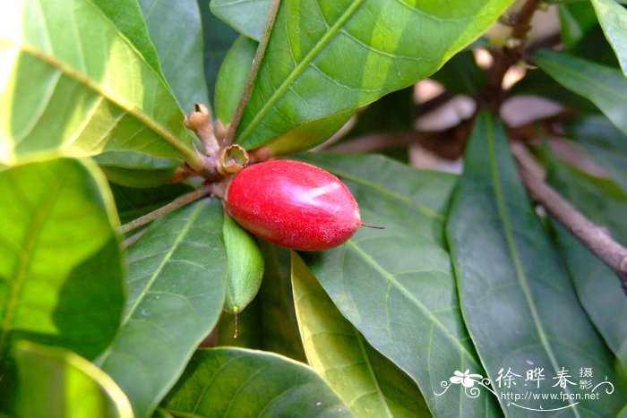 番茄种植技术和管理技术