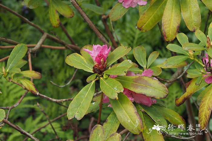 蓝花鼠尾草