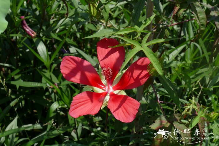 教师节送什么花好