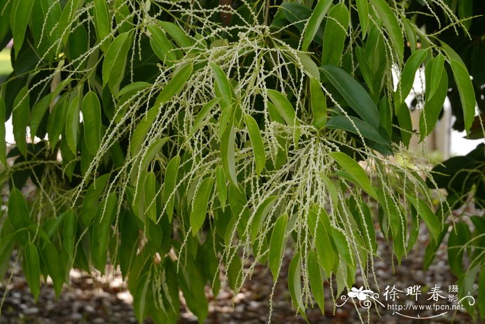 金桂花树苗多少钱一棵