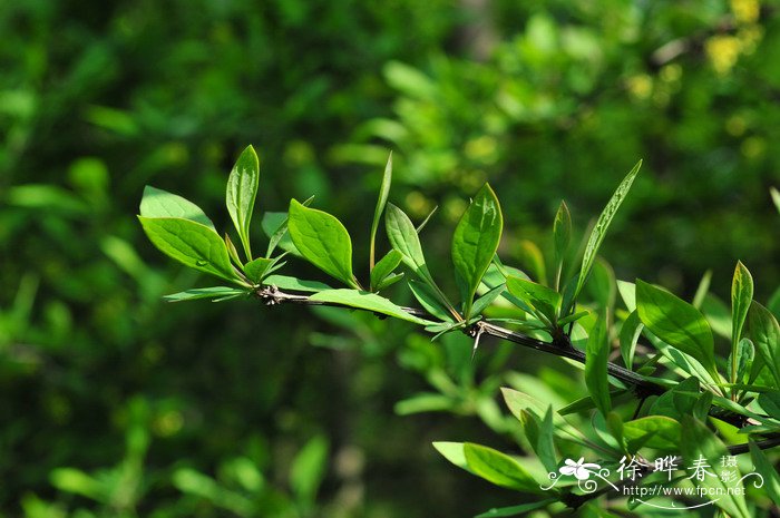 炮仗花图片