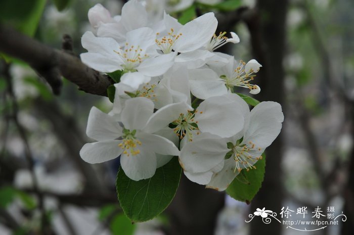 栀子花根