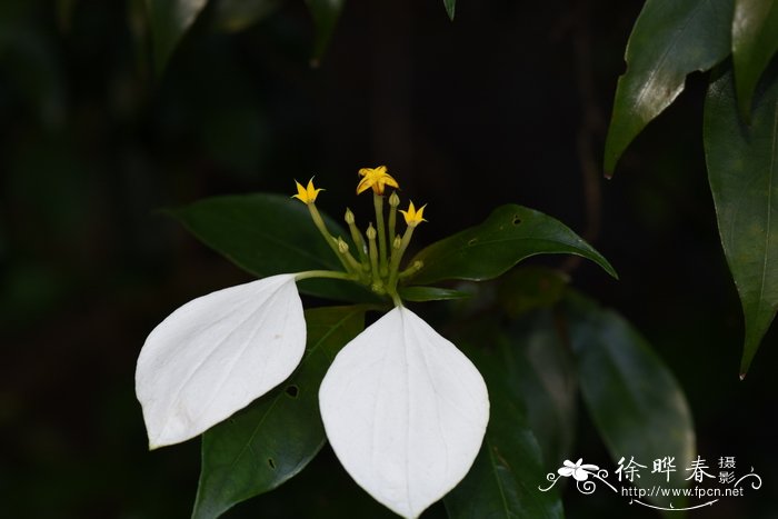 柿子的季节