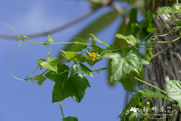 茶花树苗价格