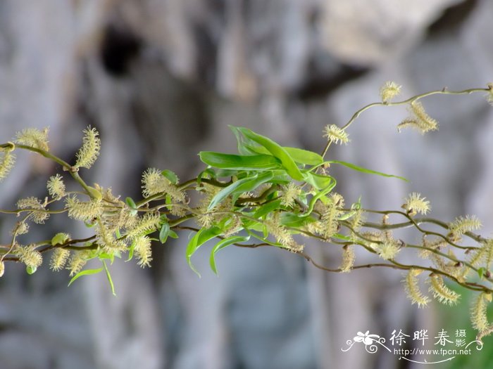 水仙花有毒吗