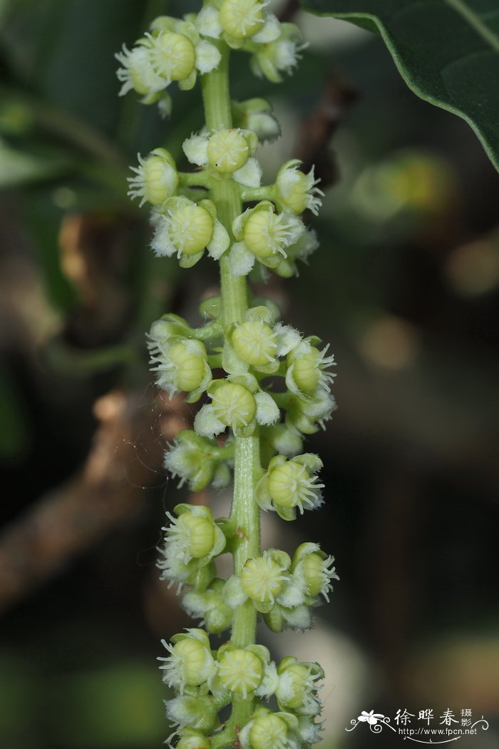 草莓什么季节种