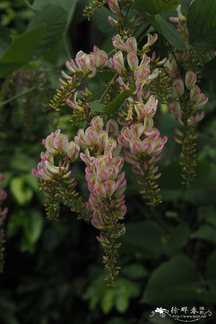 牛蒡是山药吗