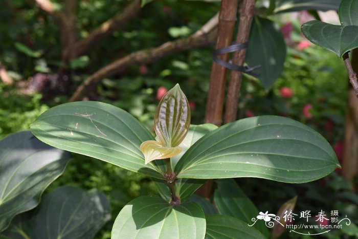 油桐花