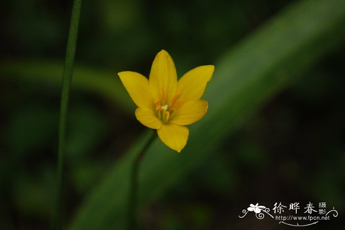 梅花象征着什么