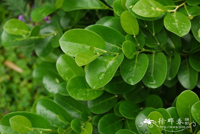 干杜鹃花泡多久能开花