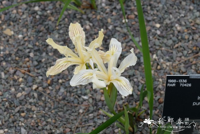 盆栽室内花卉租摆