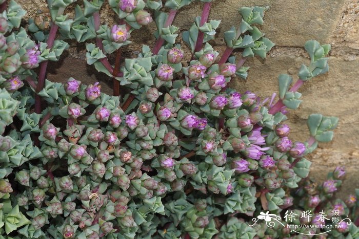 毛地黄什么时候种植最好