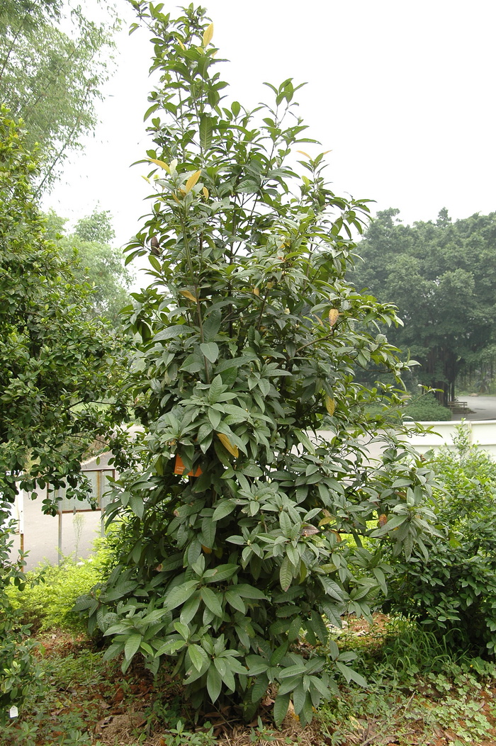 千手观音植物仙人掌