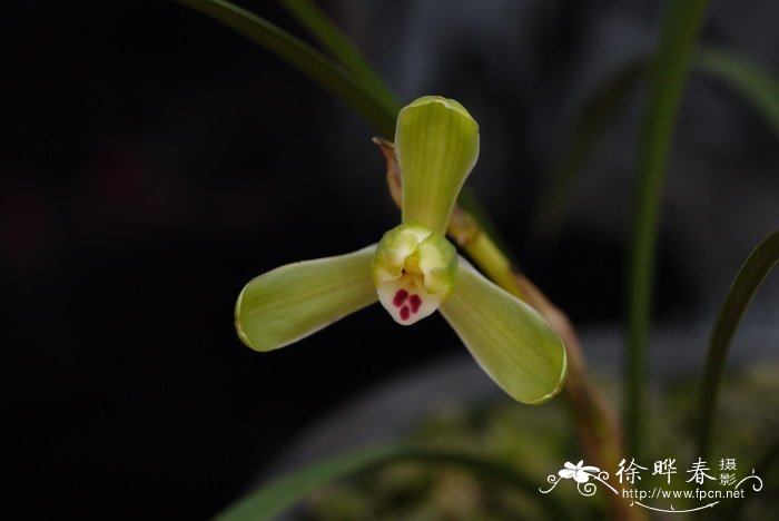 枸杞子种植技术