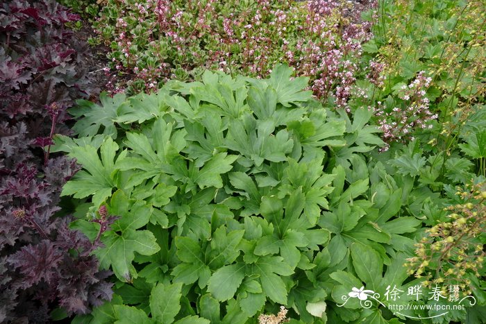 冬天开的花有哪几种花