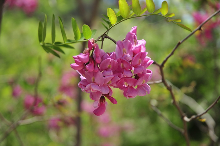 朱槿花