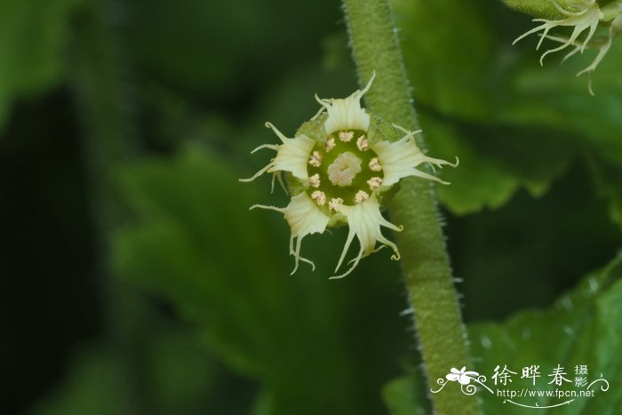 韭菜花图片