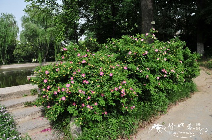 沃柑季节