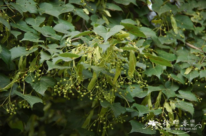 百合花的香味有毒吗