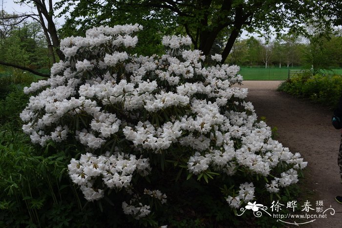 苔藓类植物