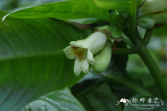 菊花是什么颜色的