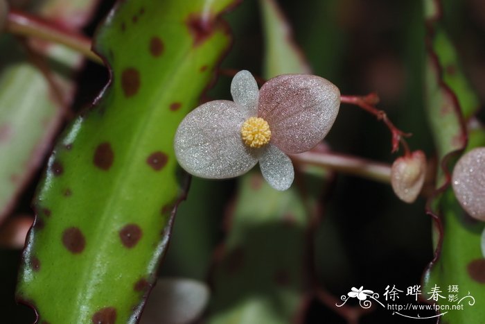 花叶鹅掌柴