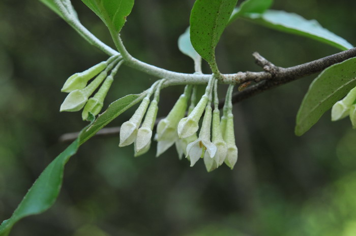 紫松果菊