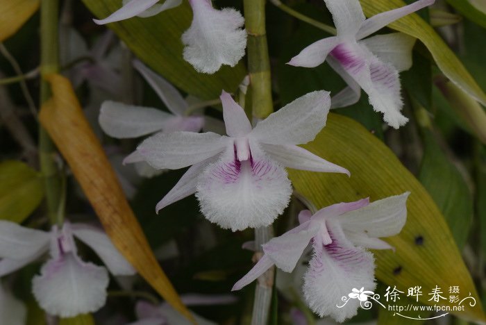 菊花的花语