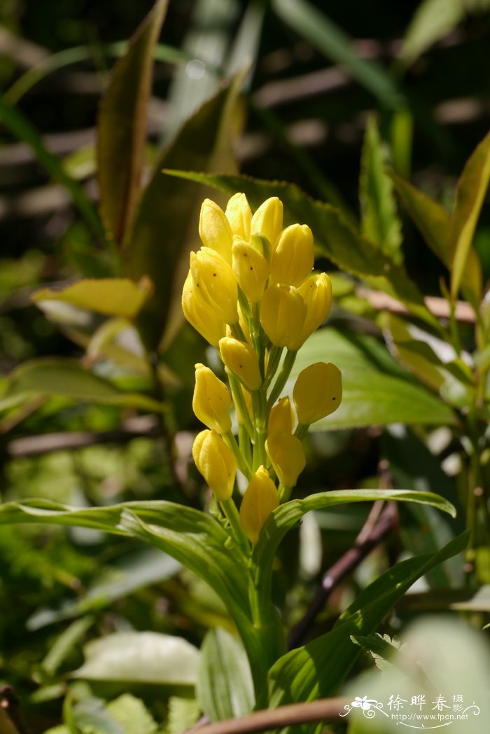 松树会开花吗