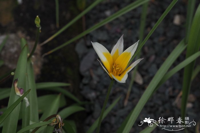 植物叶子发黄缺什么