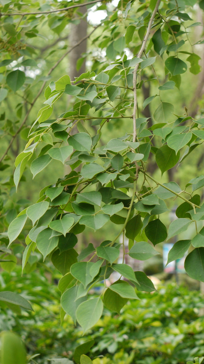 丁香花语