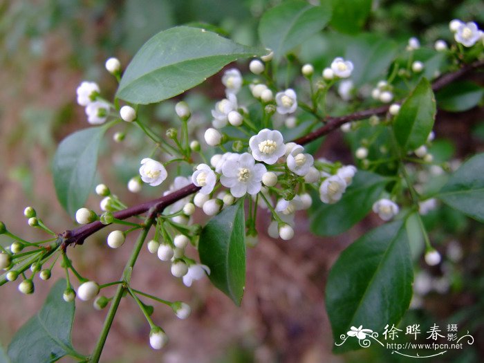 公司冷门好听的花名