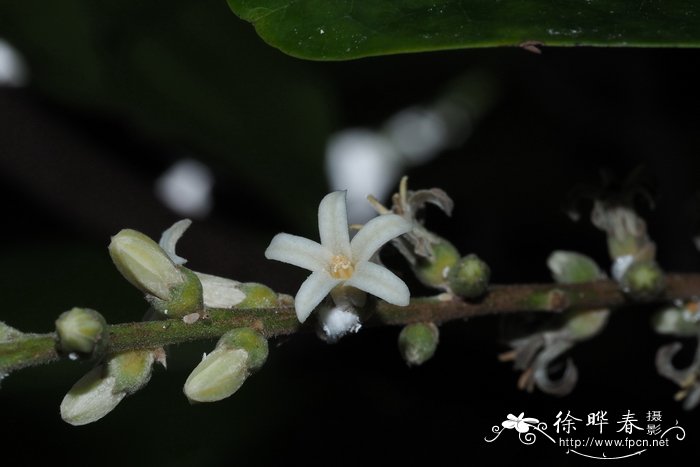 长寿花的样子