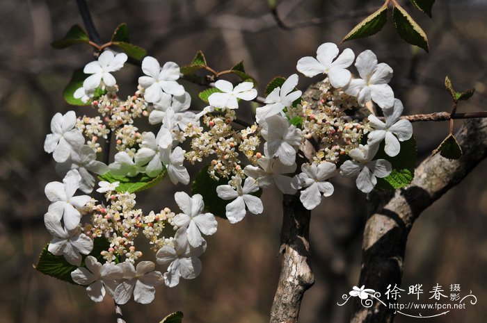 3朵玫瑰代表什么