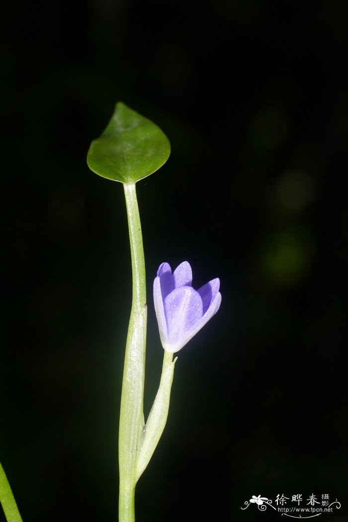 芦荟的生长环境