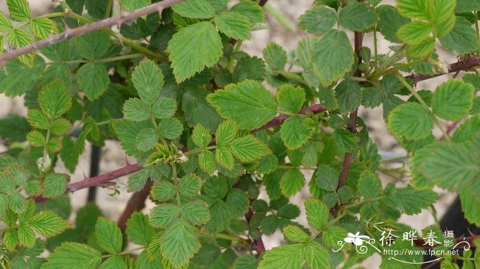 橙色郁金香花语和寓意