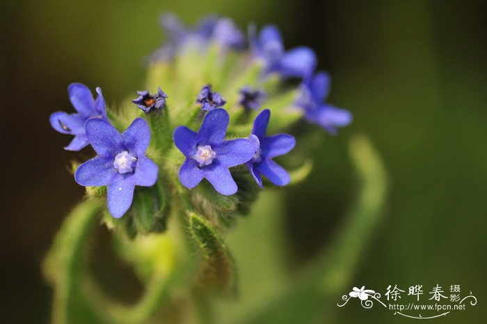 蓝色风信子花语