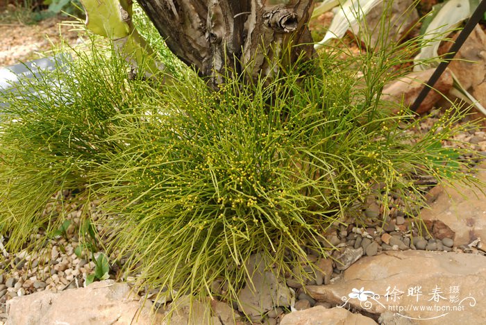 芽苗菜的种植方法