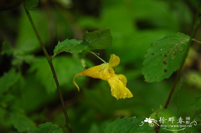 草莓发芽