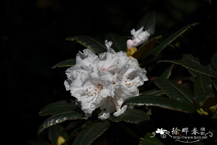 木香花为什么叫鬼招手