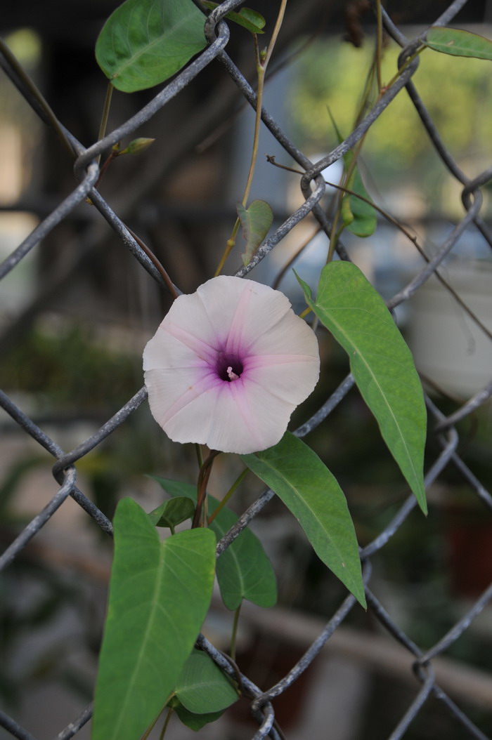 芒果图片