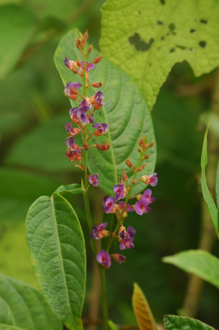 泡桐花