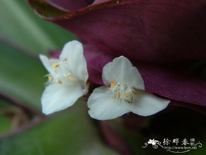 干杜鹃花泡多久能开花